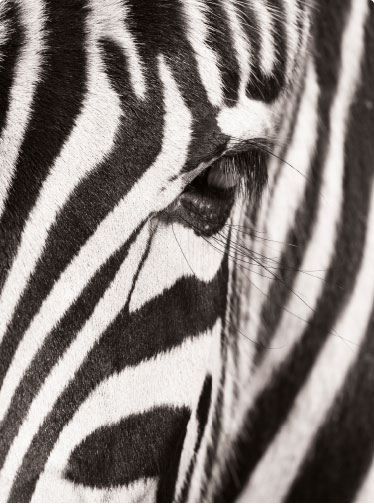 Closeup of half a zebra's face